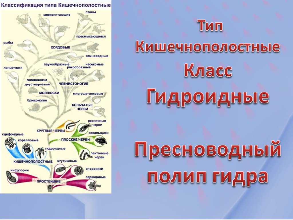 Рабочая ссылка на блэкспрут через тор браузер