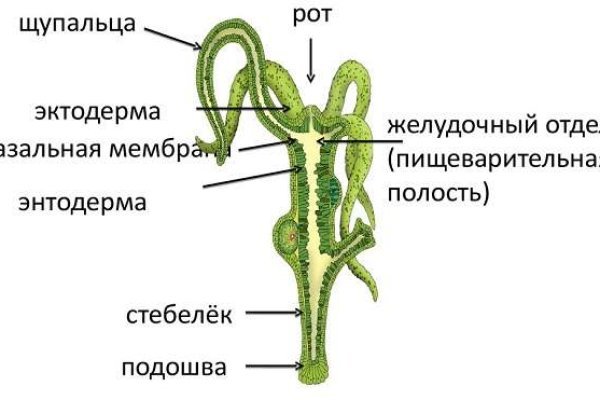 Сайт омг анион